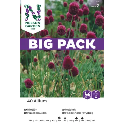 Høstløk kulekløk Allium, bilde 3