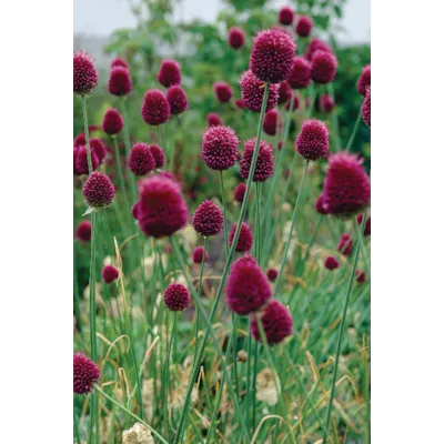 Høstløk kulekløk Allium, bilde 2