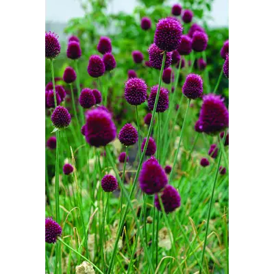 Høstløk kulekløk Allium, bilde 2