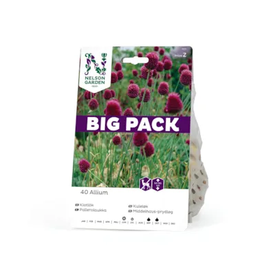 Høstløk kulekløk Allium