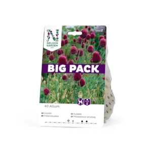 Høstløk kulekløk Allium