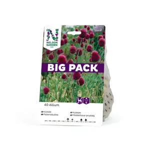 Høstløk kulekløk Allium