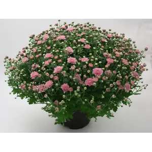 Frilandschrysanthemum