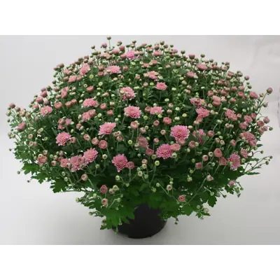 Frilandschrysanthemum