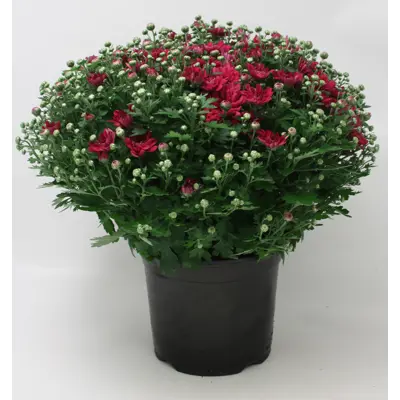 Frilandschrysanthemum, bilde 2