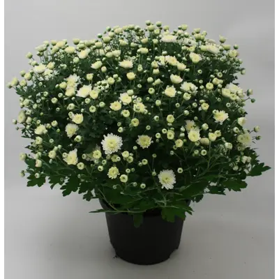 Frilandschrysanthemum, bilde 3