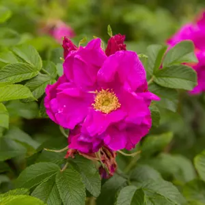 Rose Moje Hammarberg