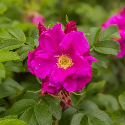 Rose Moje Hammarberg