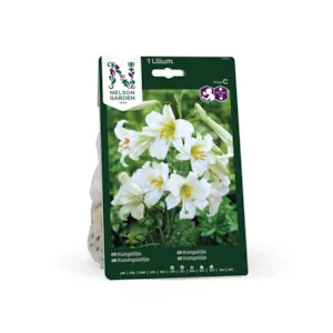 Høstløk kongelilje