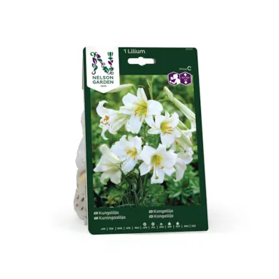 Høstløk kongelilje