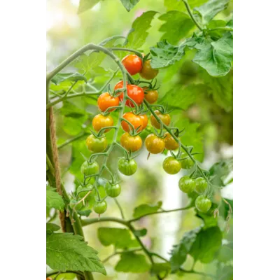Frø tomat høy Honeycomb, bilde 2