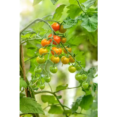 Frø tomat høy Honeycomb, bilde 2