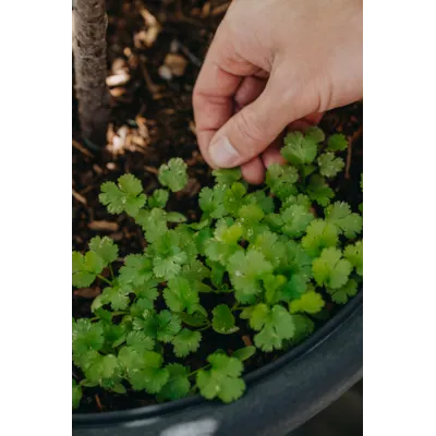 Frø koriander Cruiser , bilde 2