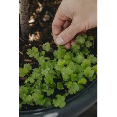 Frø koriander Cruiser   , bilde 2