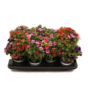 Superpetunia Confetti