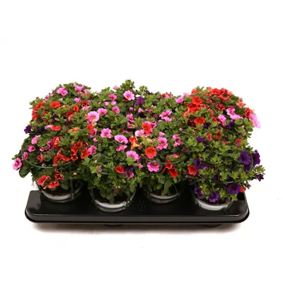 Superpetunia Confetti