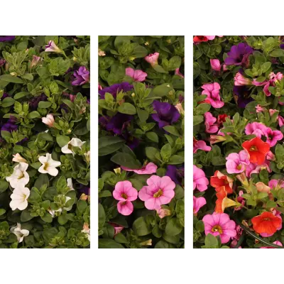 Superpetunia Confetti, bilde 2