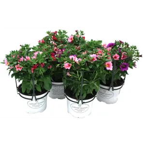 Superpetunia Confetti