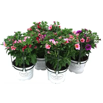 Superpetunia Confetti