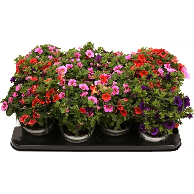 Superpetunia Confetti, bilde 2