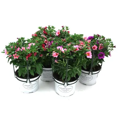 Superpetunia Confetti, bilde 3
