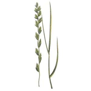 Raigras Spire flerårig Figgjo 25 kg