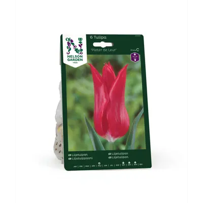 Høstløk tulipan Pieter de Leur