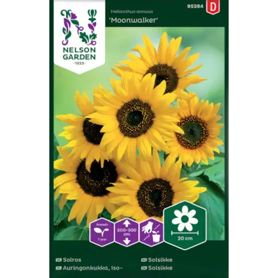 Frø solsikke Moonwalker