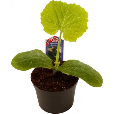 Squash Tosca