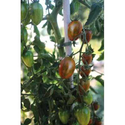 Frø tomat høy Shimmer, bilde 2