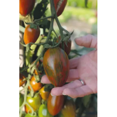 Frø tomat høy Shimmer, bilde 3