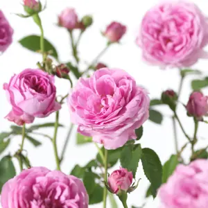 Rose Louise Odier