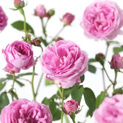 Rose Louise Odier
