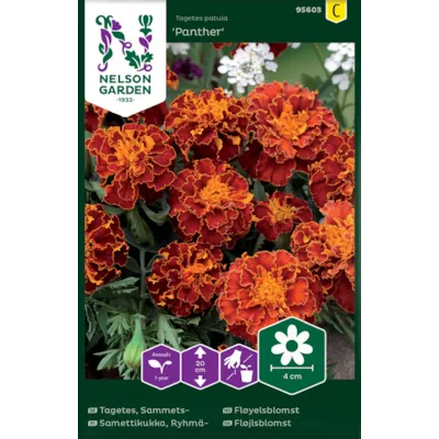 Frø fløyelsblomst Panther