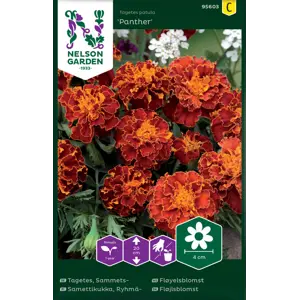 Frø fløyelsblomst Panther