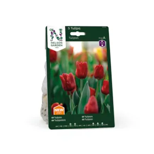 Høstløk tulipan rød