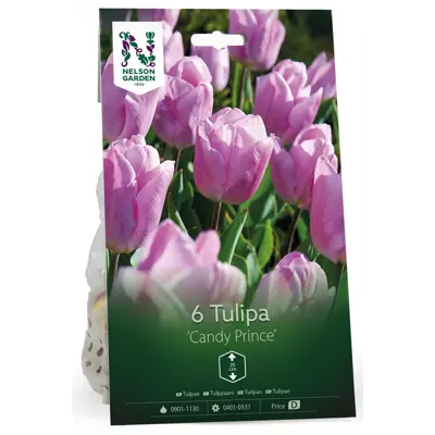 Høstløk tulipan Candy Prince