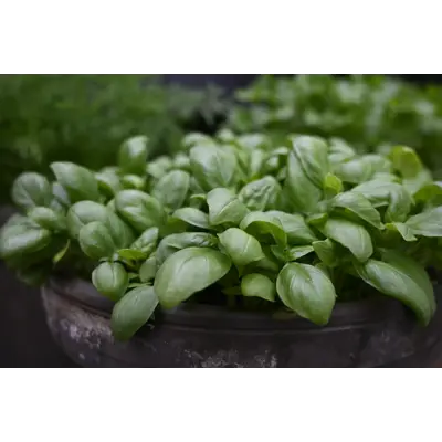 Frø basilikum Loki økologisk, bilde 2