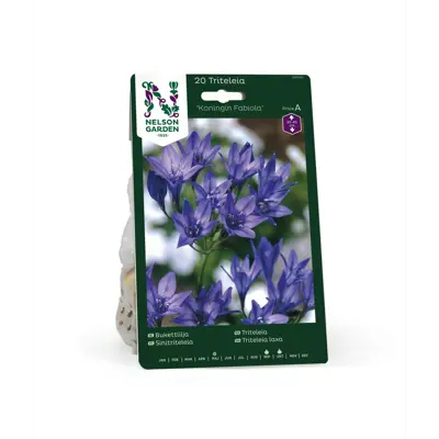 Høstløk triteleia Koningin Fabiola