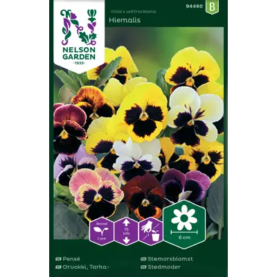 Frø stemorsblomst Hiemalis, bilde 2