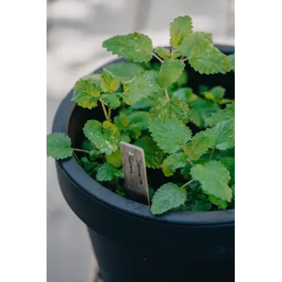 Frø sitronmelisse Lemona økologisk, bilde 2