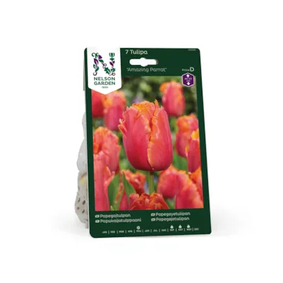 Høstløk tulipan Amazing Parrot