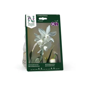 Høstløk orkidénarsiss Thalia