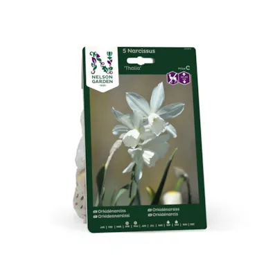 Høstløk orkidénarsiss Thalia