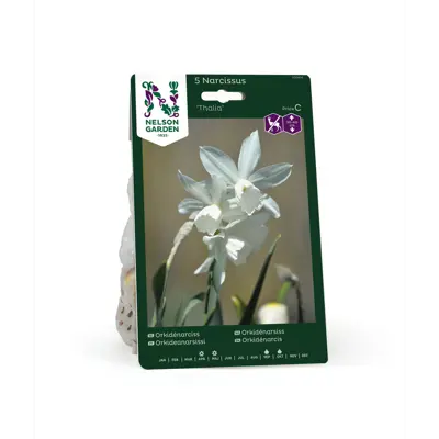 Høstløk orkidénarsiss Thalia