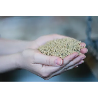 Kylling Moderat, bilde 2