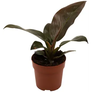 Filodendron