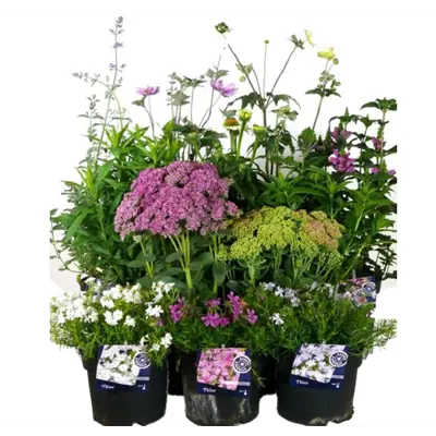 Staudeplanter assortert