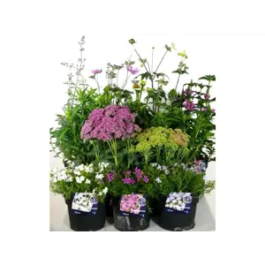 Staudeplanter assortert