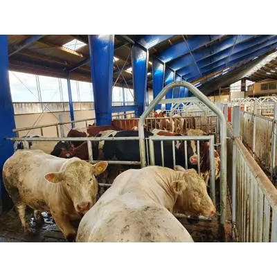 4-rørs teleskopisk skille med port i bue